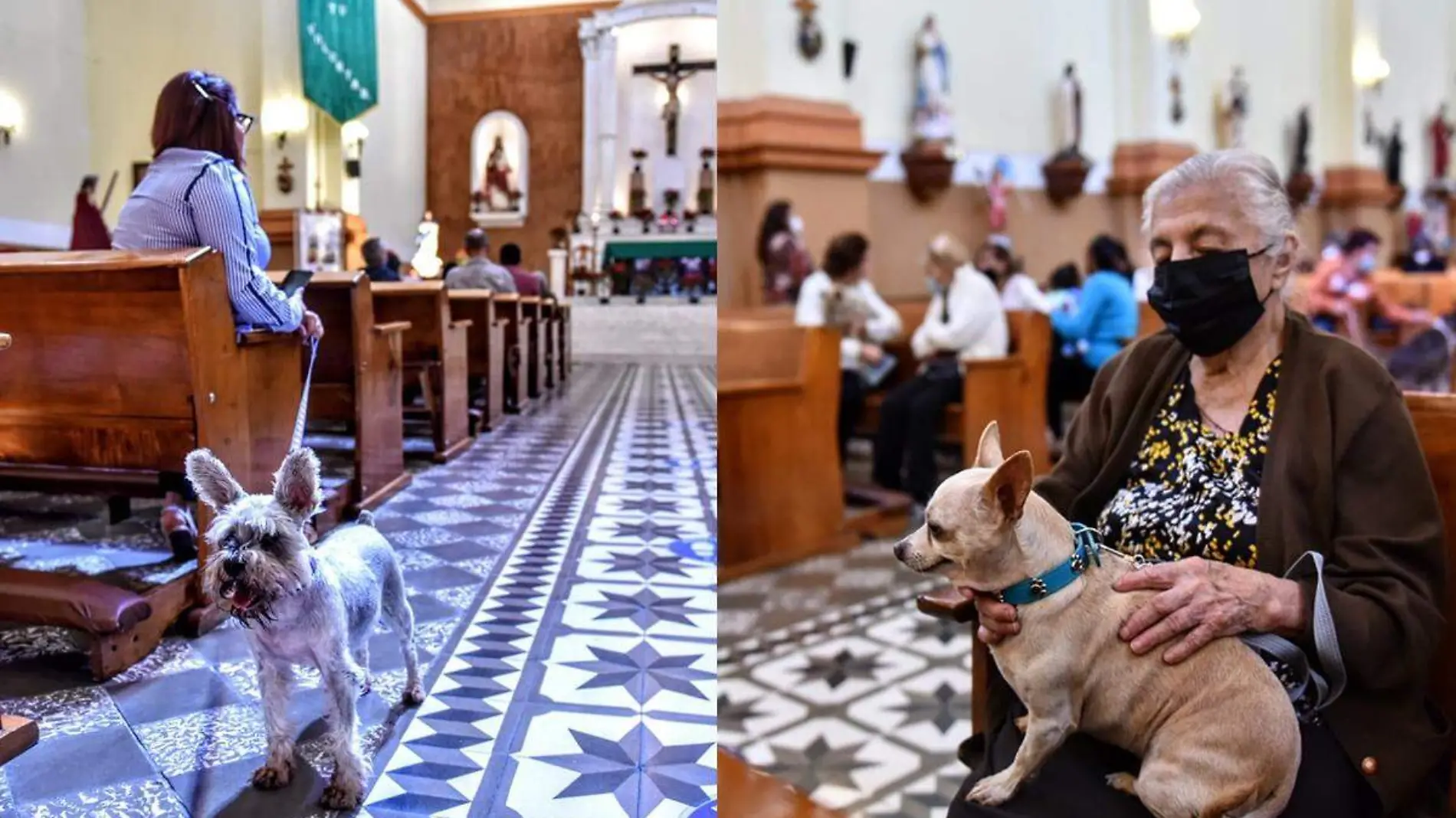 Bendicion de animales en Xalapa